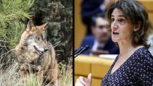 PSOE y Podemos tumban en el Senado una moción para proteger al medio rural frente al lobo ibérico