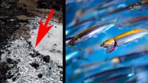 ¿Por qué han aparecido miles de anchoas varadas en las playas de Guipúzcoa?