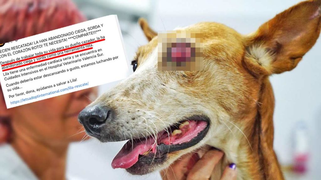 Imágenes subidas a las redes sociales por el animalista acusado de estafar 700.000 euros.