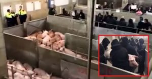 Un centenar de animalistas invaden un matadero y se llevan 7 cerdos en Girona