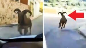 Un arruí se cuela en el centro de un pueblo de Alicante  y lo graban corriendo a toda velocidad