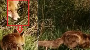 Un cazador camina hacia un zorro y se sitúa a un metro de su espalda sin que se entere