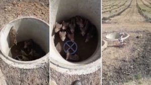 Encuentran doce crías de jabalí aún vivas en el interior de un pozo