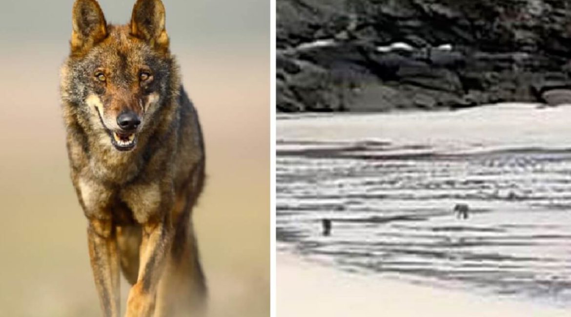 Graban a dos lobos en una playa gallega y los vecinos explotan: «¿Qué pasa si se cruzan con un niño?»