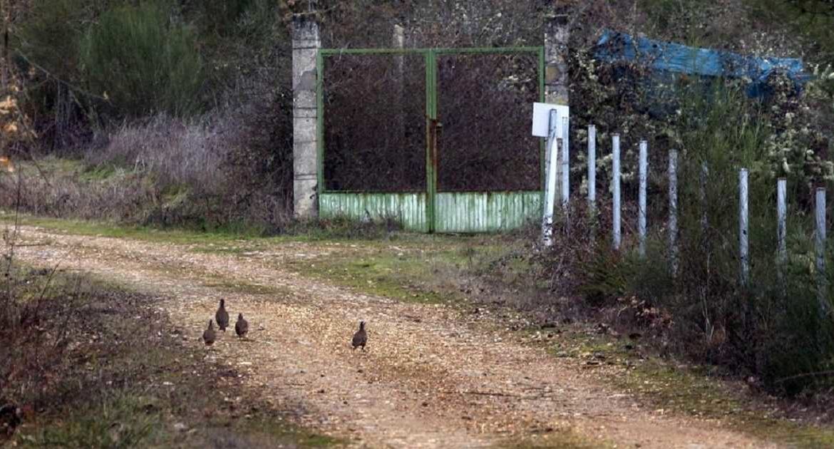 Presuntos ecoterroristas liberan 380 perdices en un coto de Galicia