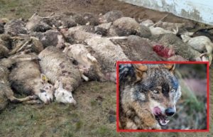 La prohibición de la caza del lobo eleva los ataques al ganado un 20% en León