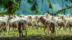 Senadores franceses piden a Europa rebajar el nivel de protección del lobo para proteger a sus ganaderos
