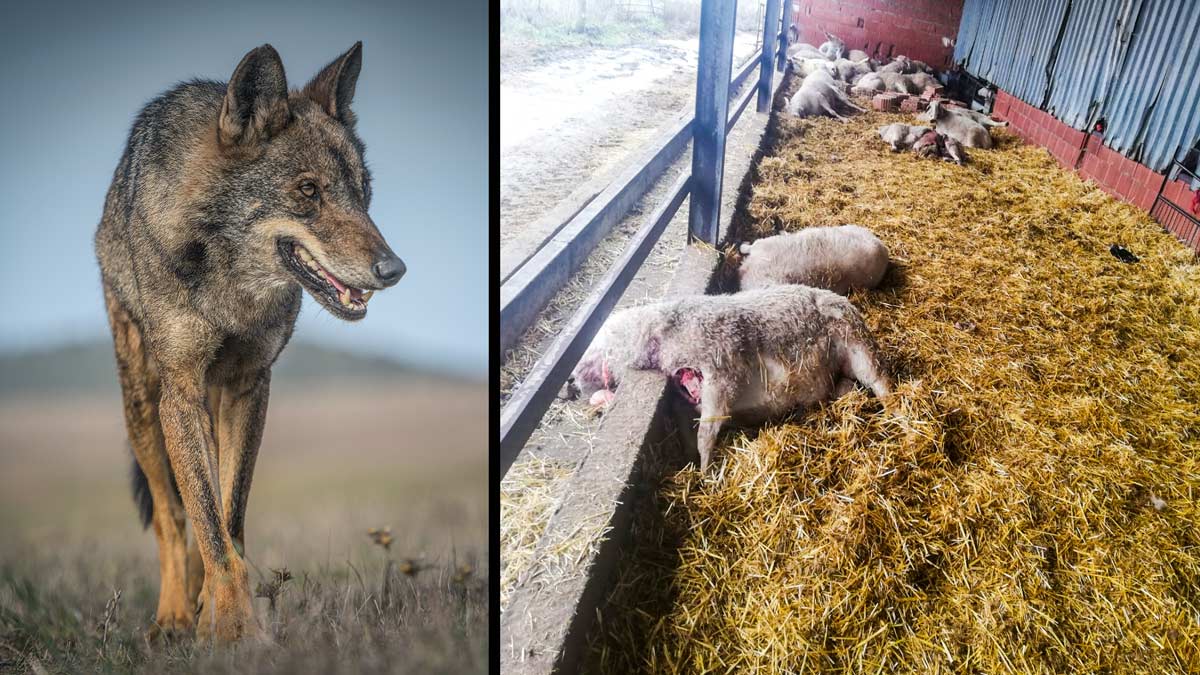 El lobo mata 60 ovejas en un pueblo de Zamora el mismo día que deciden  prohibir su caza