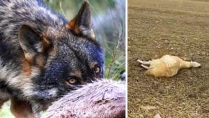 Un ganadero zamorano explota tras un ataque de lobo: «Vais a ver corderos sacados del vientre de la madre»