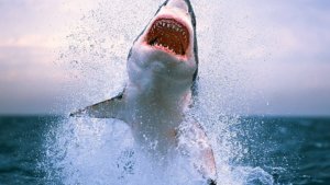 Graban por primera vez el impresionante ataque de un tiburón a un lobo marino