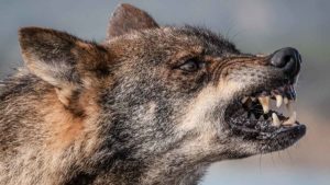 Los lobos han matado más de 61.000 cabezas de ganado en Asturias desde 1997, según un estudio