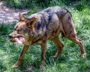 El TSJCYL obliga a la Junta pagar 1,6 millones de euros públicos por autorizar la caza de lobos entre 2016 y 2019