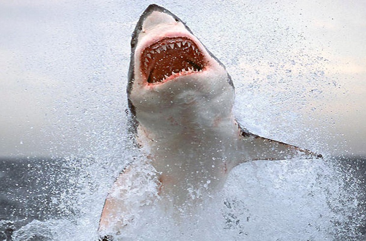 ataques de tiburon