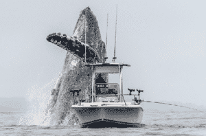 El impactante salto de una ballena junto al barco de un pescador se hace viral