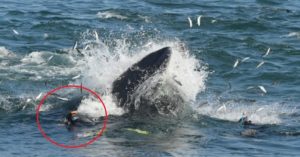 Una ballena se traga a un buzo y lo expulsa vivo en una playa