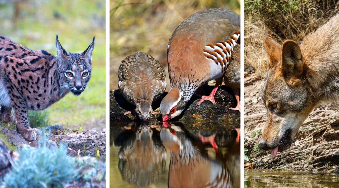 Los bebederos inLos bebederos instalados por los cazadores benefician a todas las especies. /@Shutterstockstalados por los cazadores benefician a todas las especies. /@Shutterstock