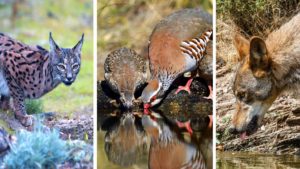 Un nuevo estudio demuestra que los cazadores ayudan a todo tipo de especies protegidas desinteresadamente