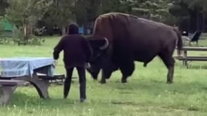 Un bisonte ataca a una mujer de 72 años y la lanza por los aires