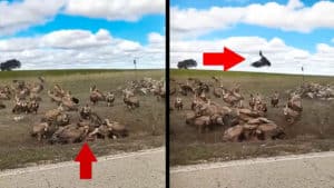 Un cazador sorprende a decenas de buitres devorando a un corzo