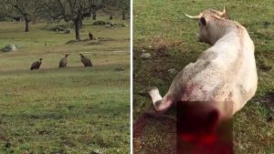 Un ganadero pilla a un bando de buitres comiendo a una vaca viva