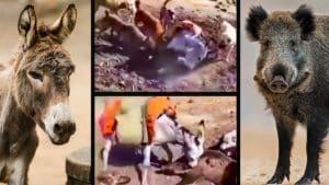 Insólito: Un burro acude a un agarre de un jabalí y aparta a los perros para atacarlo