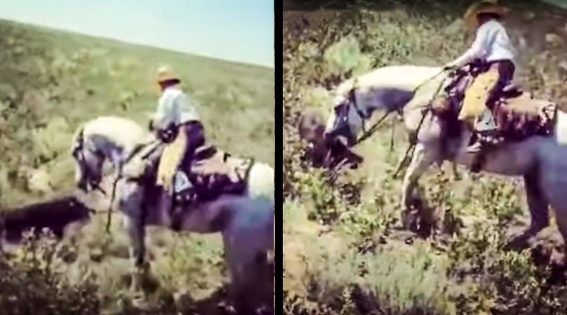 Un caballo muerde a un jabalí que intentaba atacarle y lo hace huir
