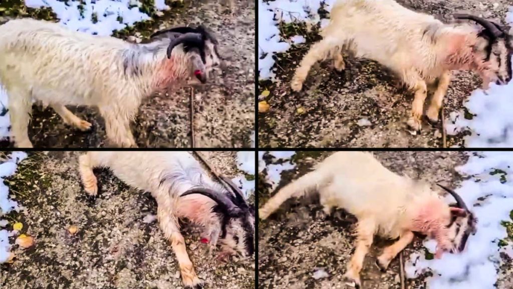Así quedó la cabra tras el ataque de lobo. © Facebook