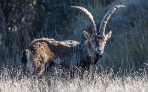 Los veterinarios atribuyen la sarna a la superpoblación de cabras montesas en Castellón