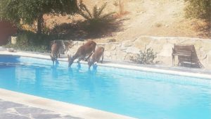 Graban a una veintena de cabras bebiendo en la piscina de un hotel