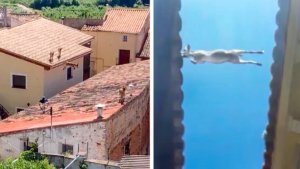 Cuatro cabras montesas toman los tejados de un pueblo de Zaragoza: «¡Que rompen las tejas!»