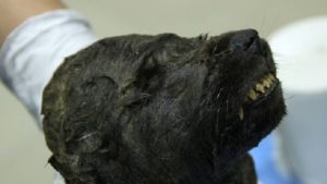 Encuentran congelado e intacto un cachorro que murió hace 18.000 años