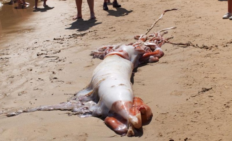 Aparece un calamar gigante en una playa de Asturias