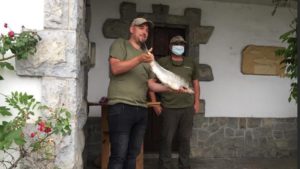 Campanu de Asturias: este vídeo muestra cómo lo han pescado