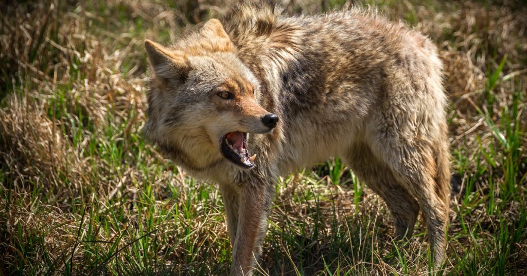 imagen de coyote