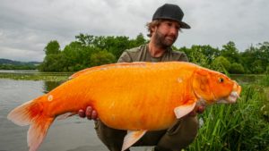 Un pescador español captura una carpa naranja de más de 13 kilos
