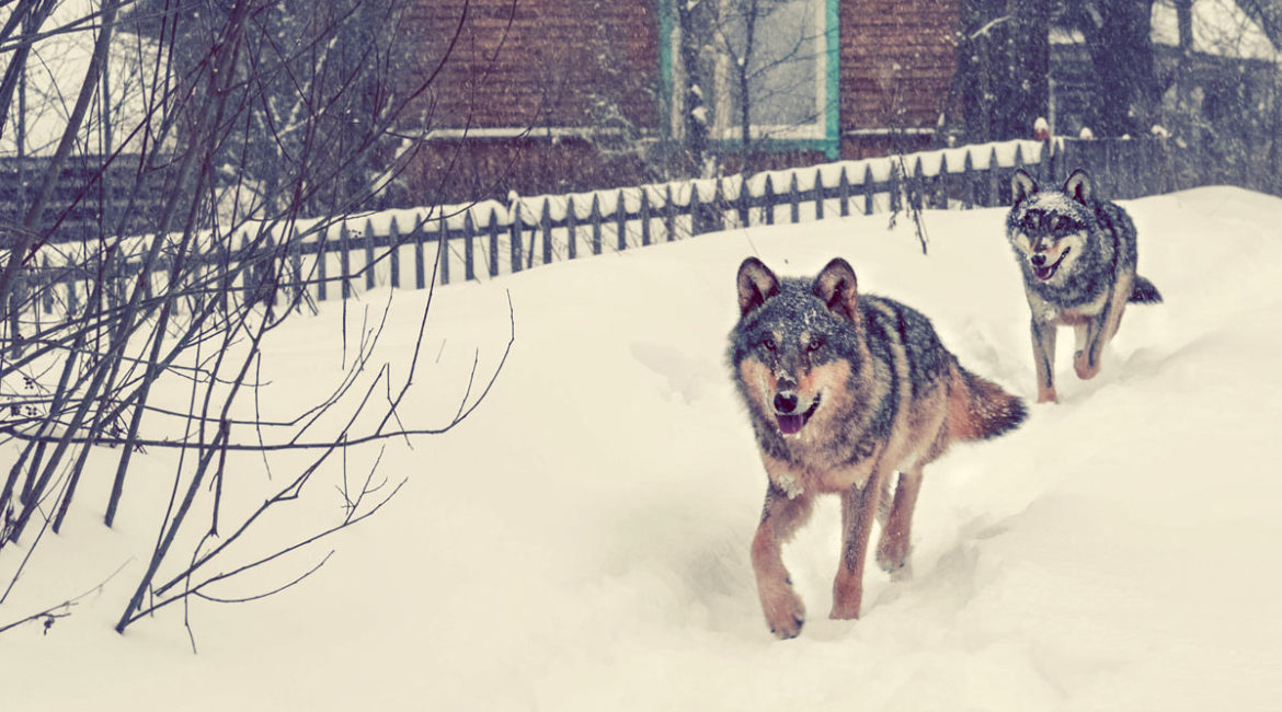 Dos lobos corren por una zona deshabitada de Chernóbil. /Shutterstock