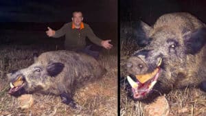 Caza un viejo jabalí de 158 kilos en una espera en Teruel
