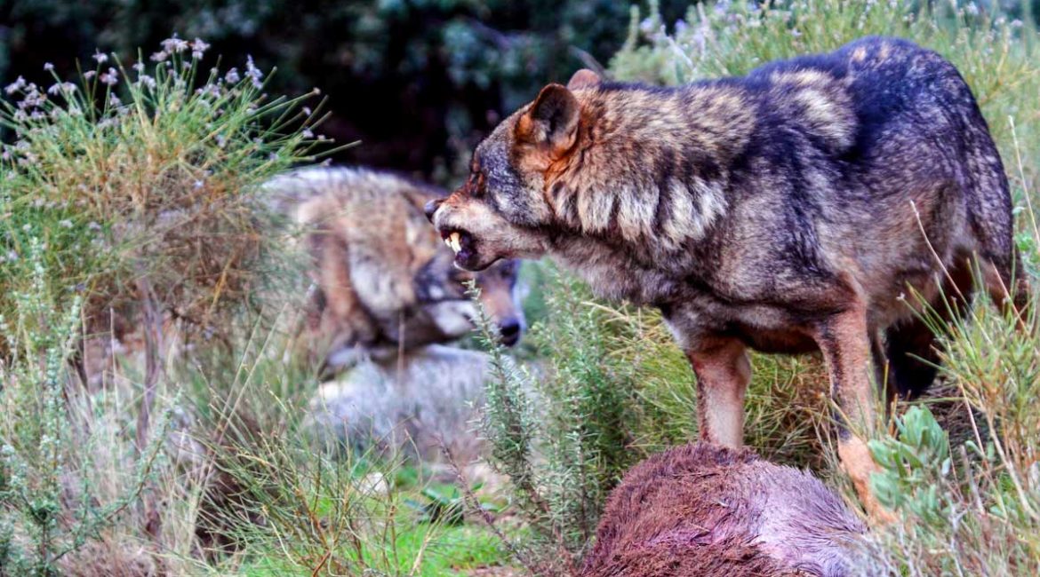 El lobo se seguirá cazando en Castilla y León tras un nuevo varapalo judicial al animalismo