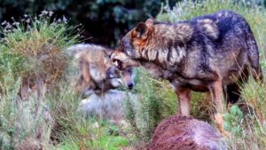 El lobo se seguirá cazando en Castilla y León tras un nuevo varapalo judicial al animalismo