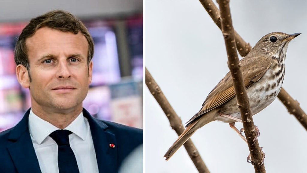 Emmanuel Macron y zorzal. /Shutterstock