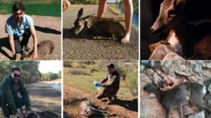 Un cazador recopila en un vídeo todos los animales... que ha salvado de morir