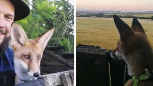 Un cazador 'adopta' un zorro y se lo lleva de caza con él: esta es su insólita historia