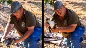 Este cazador rescata a un águila herida por los cables eléctricos