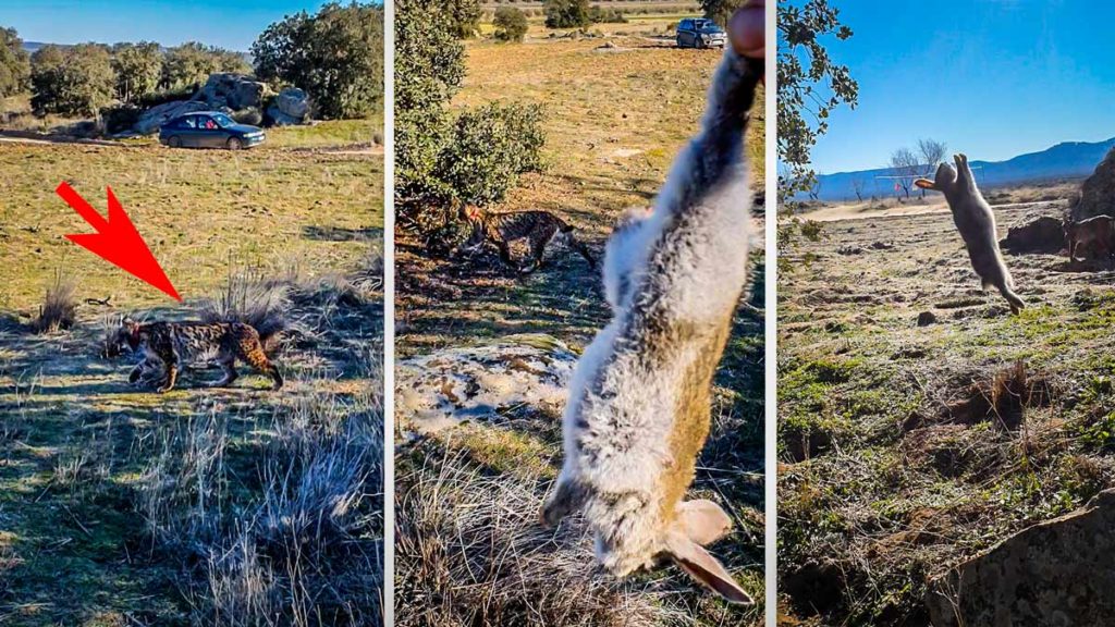 Varios momentos del vídeo en el que el cazador da uno de sus conejos al lince. © Rubén Puente Sánchez