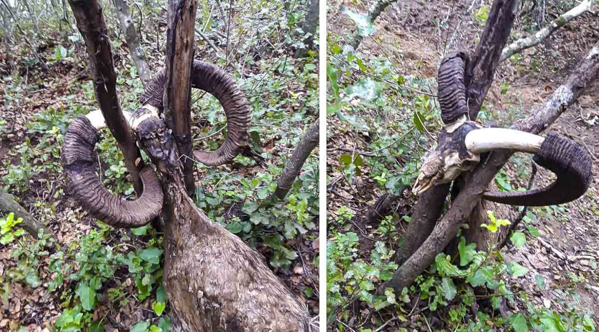 Un cazador encuentra un muflón muerto atrapado por sus enormes cuernos entre dos troncos