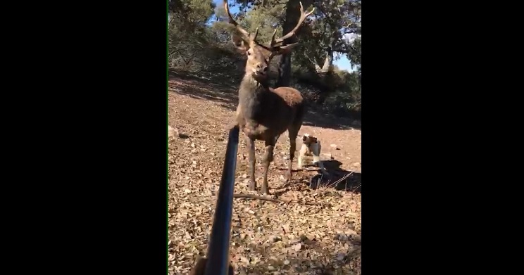 cazador espanta ciervo con el rifle