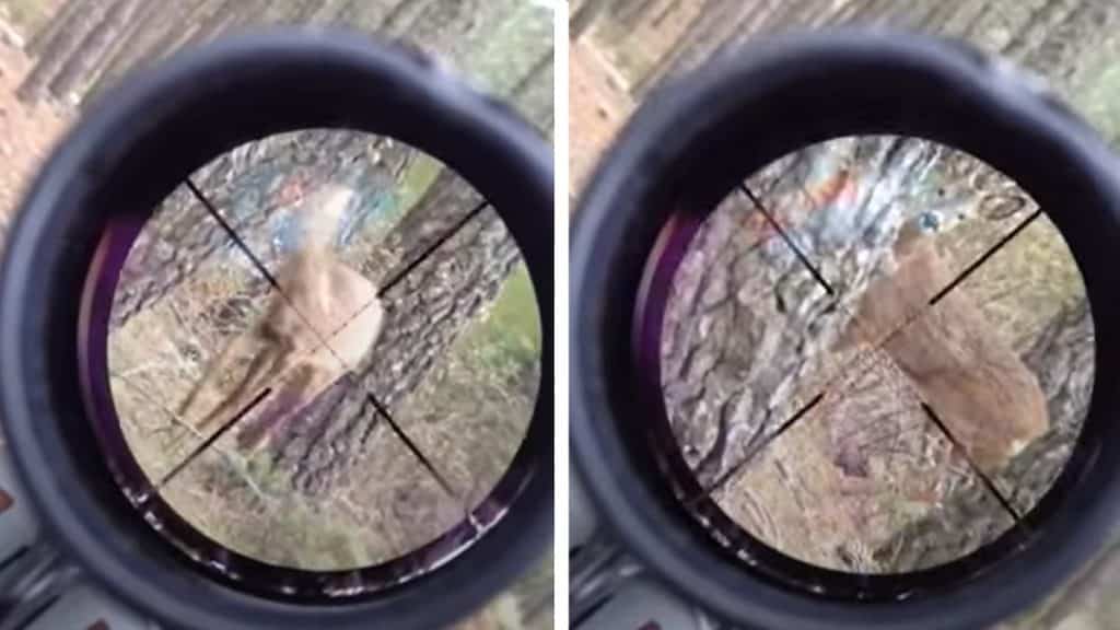 cazador no dispara a corzo