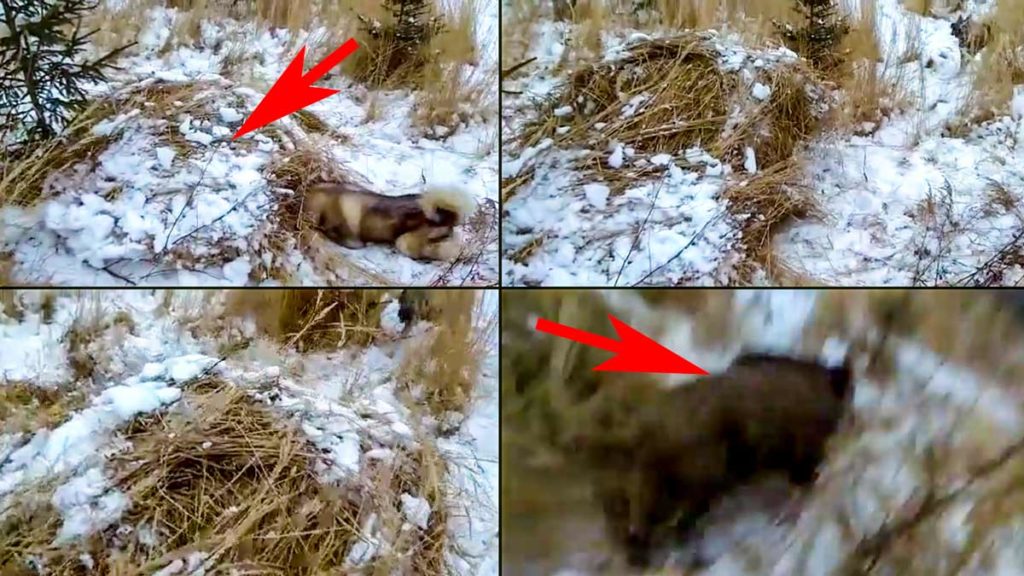 Varias imágenes del momento en el que el perro del cazador ladra al montón de paja.