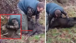 Un cazador reanima a un jabalí que quedó atrapado en el lazo de un furtivo
