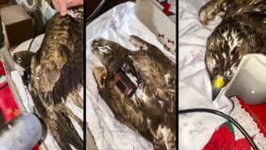 Un cazador rescata y trata de salvar la vida a un águila perdicera en Huelva
